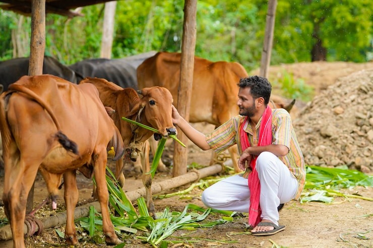 Desi Cow Farm