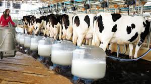 Dairy Farming