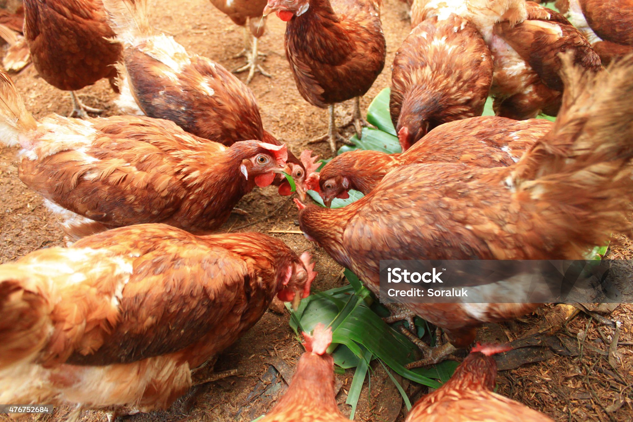 Poultry Farming